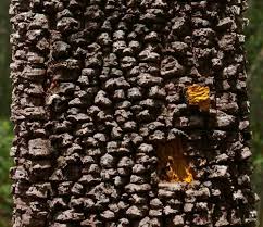 Image result for Brackenridgea