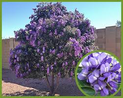 Maybe you would like to learn more about one of these? Top Trees For Purple Flowers In Spring And Summer