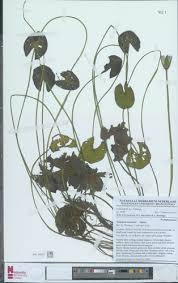 Image result for Nymphaea heudelotii