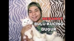 Namun banyak kucing yang mengalami kerontokan sehingga bulunya menjadi tipis dan kucing tampak kurus, lalu bagaimana cara melebatkan bulu kucing??berikut penjelasan lengkapnya. Ep 3 Merawat Bulu Kucing Gugur Youtube