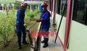 50 tarian daerah indonesia beserta penjelasan dan gambarnya. Ular Ripong Atas Meja Warga Sk Agama Sri Aman Gempar Utusan Borneo Online