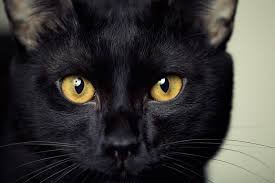 ‪What Is a Bombay Cat? Get to Know This Stunning Breed | ASPCA Pet Health  Insurance‬‏