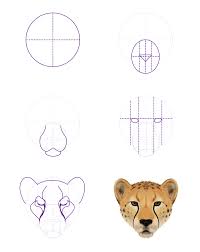 The face is one of the parts of the head and in line with this we will teach you the easy way of making a cheetah face drawing for kids. How To Draw Animals Big Cats Their Anatomy And Patterns