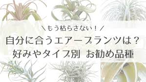 自分に合うエアープランツ チランジア はどれ 好みやタイプ別お勧め品種 家がどんどん好きになる