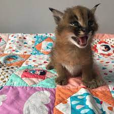 It's namesake, however, has derived from the turkish word karakulak, meaning black ear for its distinct physical characteristic of extra black hairs on its ears. We Have Caracal Cat For Sale In Tx Caracal Cat For Sale Caracal Kitten