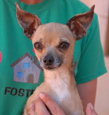 Maybe you would like to learn more about one of these? Pin On Nevada Spca Rescued Animals