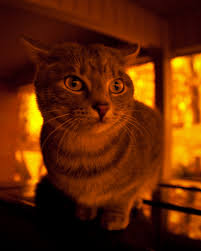 My puppy won't eat his kibble. Why Do Pet Cats Attack Their Owners Pethelpful By Fellow Animal Lovers And Experts