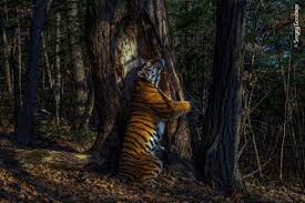 Wildlife Photographer Of The Year 2020 Winning Images Natural History Museum Find & download free graphic resources for wildlife conservation. wildlife photographer of the year 2020