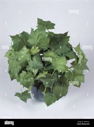 Image result for Sparrmannia ricinocarpa