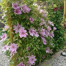 We did not find results for: Clematis Nelly Moser Clematis Nelly Moser In Gardentags Plant Encyclopedia