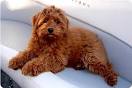 Dawson Creek Australian Labradoodles - Mini Red Australian ...