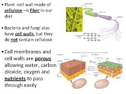 Check spelling or type a new query. Cell Membrane Transport Notes Cell Membrane And Cell
