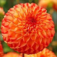 Mirella Dahlia Bulbs Spring Hill Nurseries Spring Hill Nursery Flower Landscape Bulb Flowers