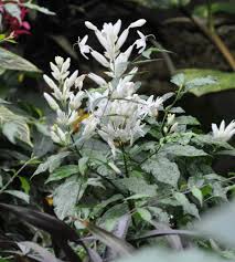 Image result for Whitfieldia thollonii