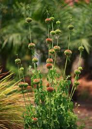 Image result for Leonotis nepetifolia