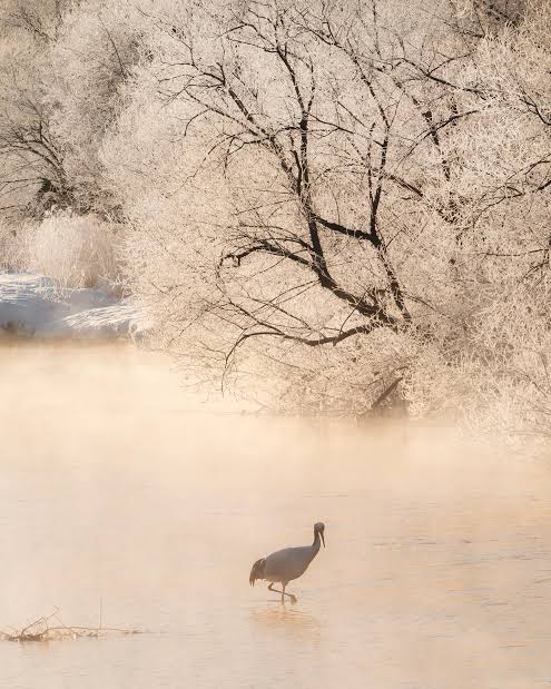 Red-crowned Japanese cranes in Hokkaido, Japan