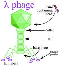 A cloning vector is a small piece of dna that can be stably maintained in an organism, and into which a foreign dna fragment can be inserted for cloning purposes. Structural Biochemistry Dna Recombinant Techniques History And Study Of Bacteriophage Lambda Wikibooks Open Books For An Open World