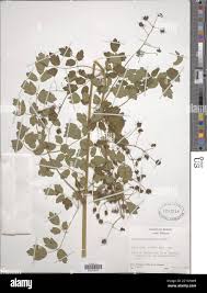 Image result for Acrotome hispida