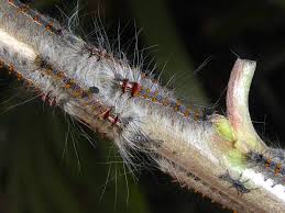 Image result for Streblochaete