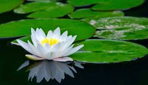 Pengertian tunjung adalah tumbuhan bunga, hidup terapung di air, bunganya (ada yang biru, putih. Khasiat Bunga Teratai Halaman All Kompasiana Com