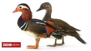 Maybe you would like to learn more about one of these? How Does A Duck Change Its Sex Bbc News