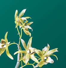 Image result for Satyrium kitimboense