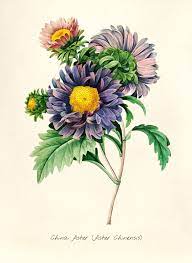 Antique Plant Drawn By Pierre Joseph Redoute 1759 1840 Free Image By Rawpixel Com Biodiversit Vintage Botanical Prints Botanical Prints Flower Prints Art