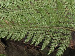 Image result for Microlepia