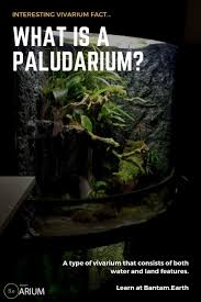 Paludarium Complete Care Guide How To Build Bantam Earth Aquaponics Aquaponics Diy Aquaponics Greenhouse