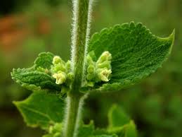 Image result for Isodon ramosissimus