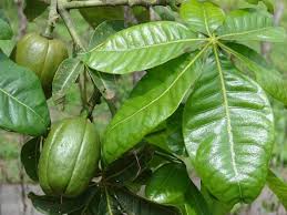Image result for Pachira glabra