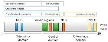 Koay cheng boon, specialize in cochlear implant, mastoid surgery, thyroid surgery, head & neck cancer & reconstruction surgery, endoscopic sinus surgery & etc. Genes Free Full Text Nucleophosmin 1 Mutations In Acute Myeloid Leukemia Html