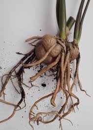 Image result for Zamiokulkas Zamioculcas