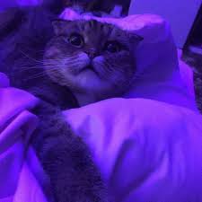 Maybe you would like to learn more about one of these? 90 Collage Wall Purple Ideas In 2021 Purple Aesthetic Purple Wallpaper Purple Walls