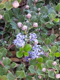 Image result for Ceanothus