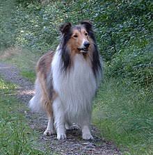 Puppies for sale ohio usa 5h farms americas animal society americas animal society border collie puppies, border collies, breeder, farms, puppies for sale, adopt animals, animal society, hotels, new york. Rough Collie Wikipedia