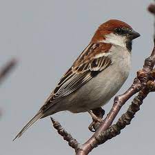 russet sparrow pet birds backyard birds beautiful birds