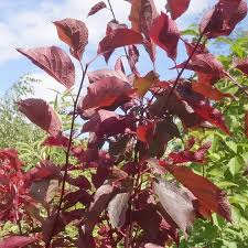 Image result for Prunus × blireana