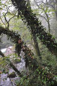 Image result for Pyrrosia