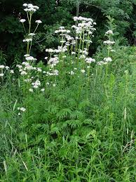 Image result for Valeriana capensis
