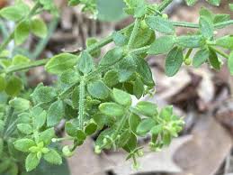 Image result for Galium simense