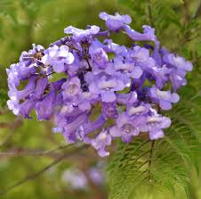 Image result for Jacaranda mimosifolia
