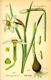 Flora Von Deutschland österreich Und Der Schweiz 1885 Pdf Narcissus Poeticus Wikiwand