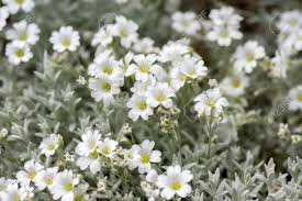 Sunny yellow blossoms blanket this shrubby perennial in full sun settings. Cerastium Tomentosum Snow In Summer Perennial Flowers In Bloom Group Of White Flowering Plants On Green Background Bunch Of Flowers Stock Photo Picture And Royalty Free Image Image 105419919