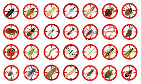 Amalgamated pest control offers a wide range of tailored pest management solutions. Home Ivey S Carpet Cleaning Pest Contol And Pool Fence Inspections