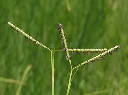 Image result for Paspalum