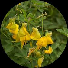 Image result for Crotalaria laburnifolia