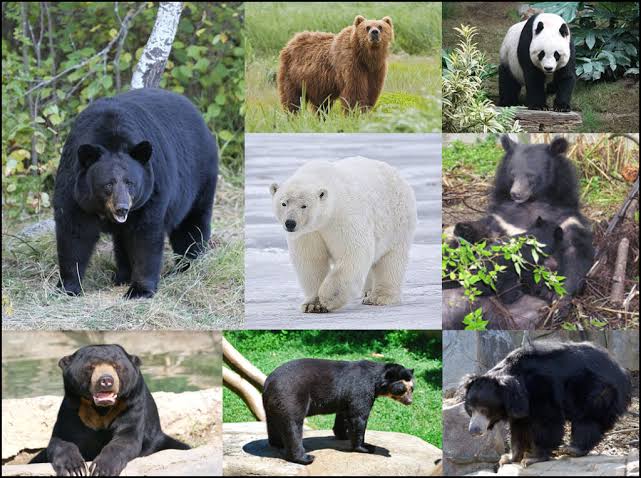 Bear distribution – Bear Conservation