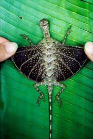 Draco, also known as flying lizard or flying dragon, is a reptile that belongs to the family agamidae. Draco Volans The Flying Dragon Lizard Unusual Animals Weird Animals Rare Animals