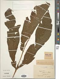 Image result for Tectaria angelicifolia